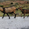 Cabra montesa, Iberien Ibex