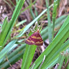 Coffee-Loving Pyrausta Moth