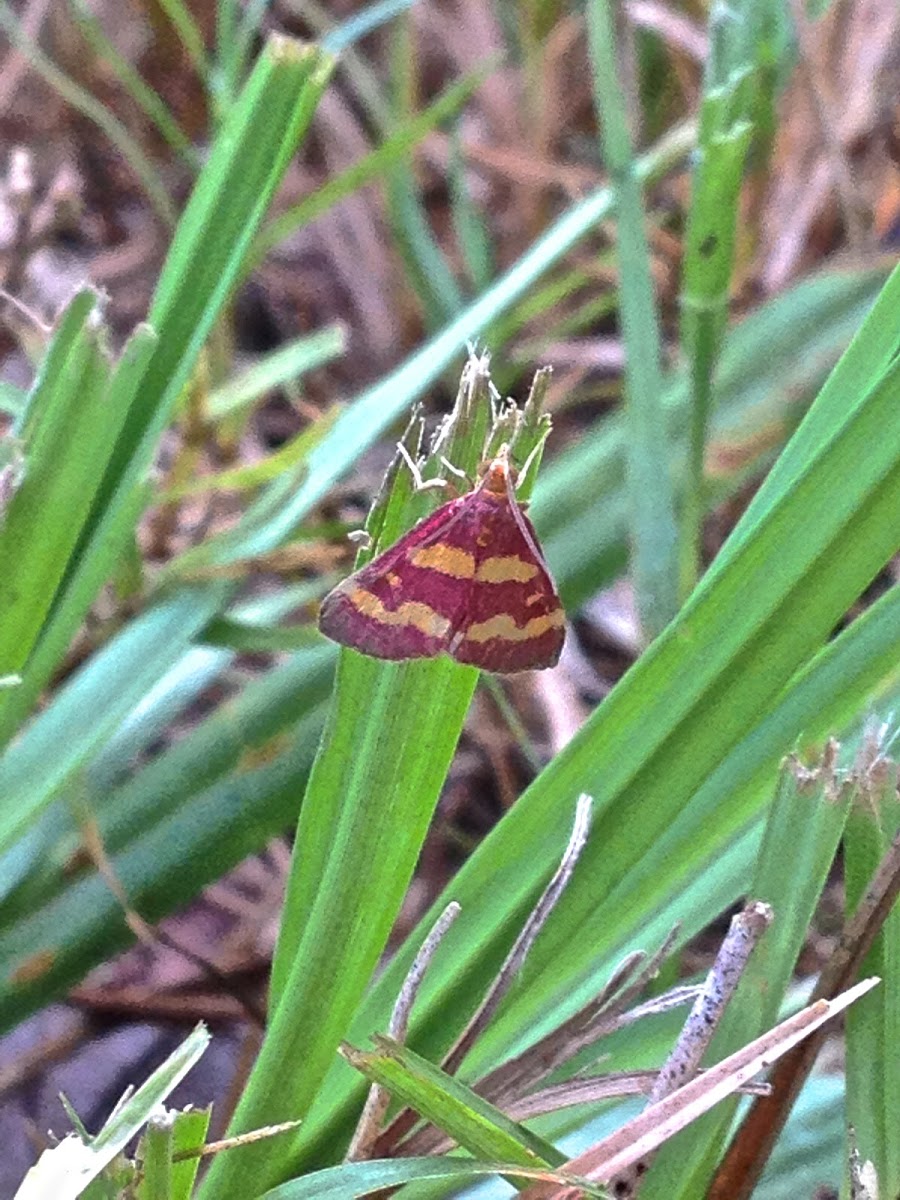 Coffee-Loving Pyrausta Moth