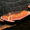 Lilac Shelf Fungus