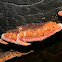 Lilac Shelf Fungus