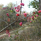 Eastern Wahoo, Burning Bush