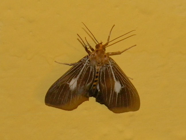 snouted tiger moth