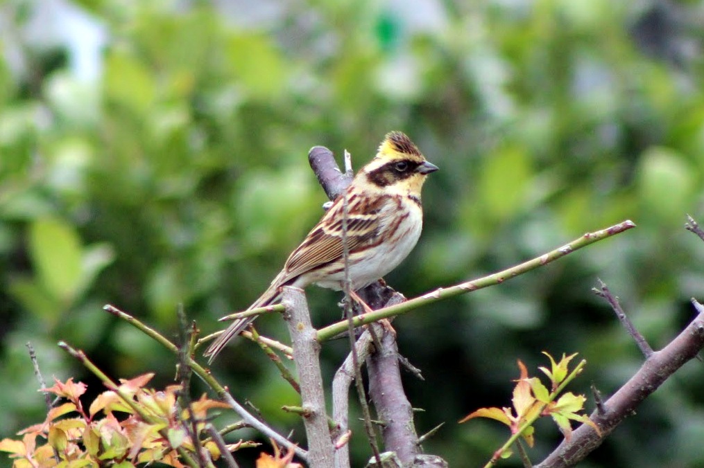 Yellow-throated Bunting (male)