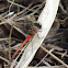 Blue-faced Meadowhawk