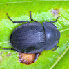 Pie-dish beetle (Tenebrionidae)