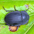 Pie-dish beetle (Tenebrionidae)