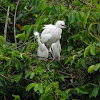Snowy Egret (juvenile)