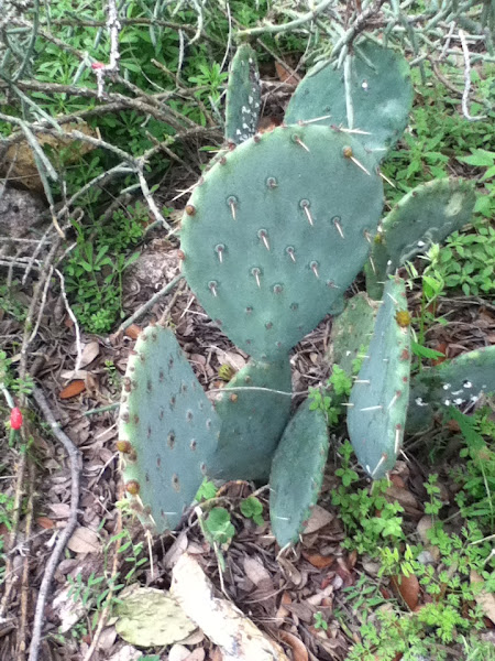 Prickly Pear Cactus | Project Noah