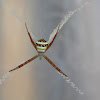 St.Andrews Cross Spider