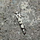 Black-spotted Moth