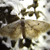 Idaea Moth