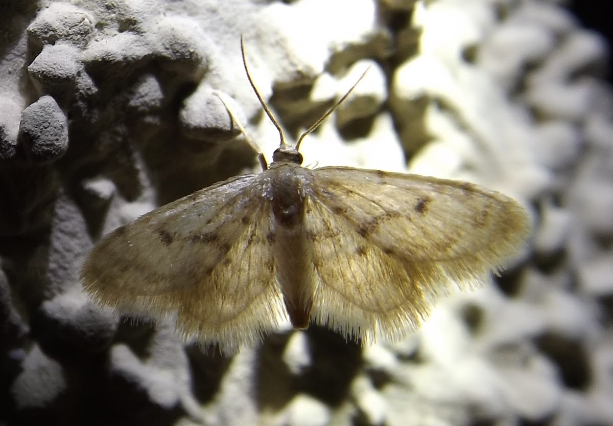 Idaea Moth