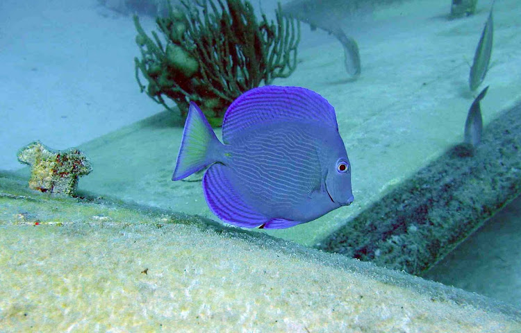 A blue-purple tropical fish spotted by a snorkeler in the waters around Aruba.