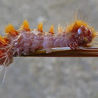 Caterpillar