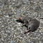 Northern short tailed shrew