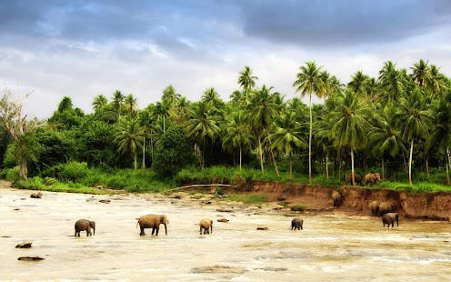 Elephant Wallpaper Screenshots 13