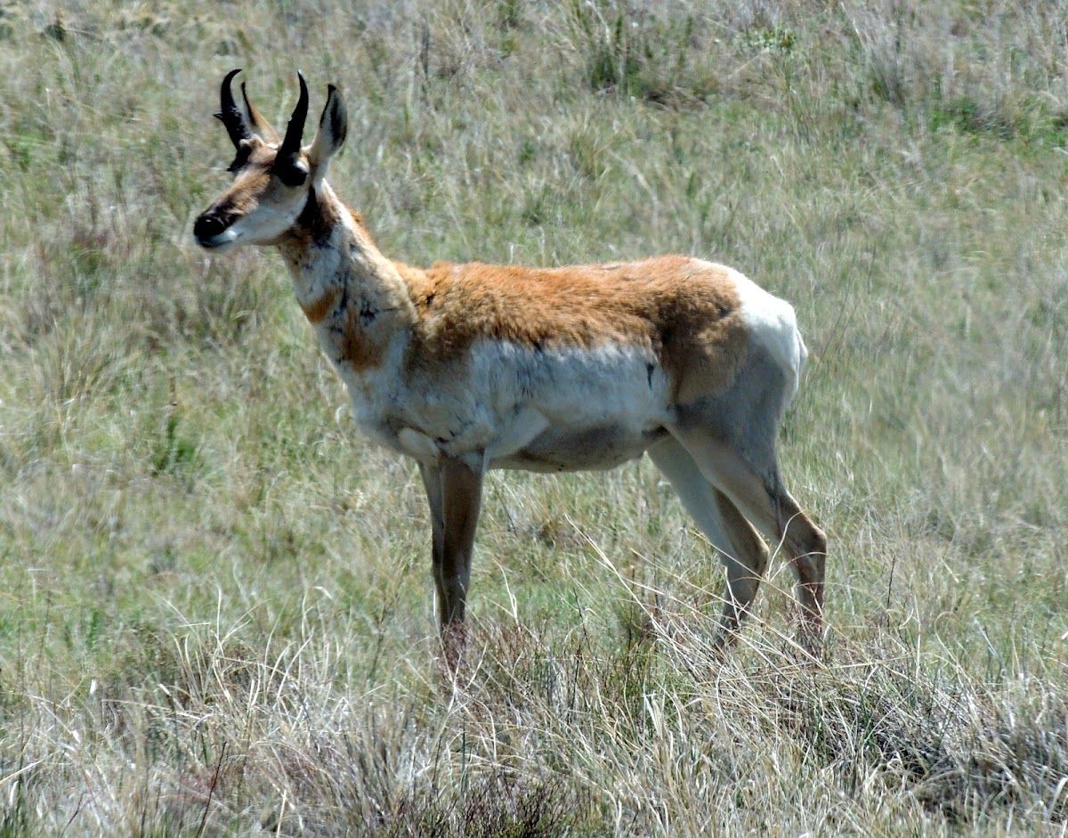 Pronghorn Antelope