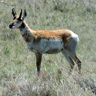 Pronghorn Antelope