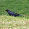 Shiny cowbird