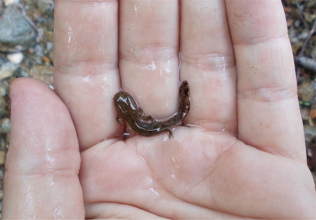 juvenile Fire salamanders