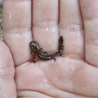 juvenile Fire salamanders