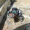 Bold Jumping Spider eating fly