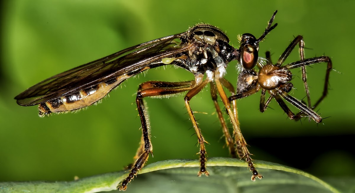 Robber Fly with prey