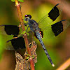 Band-winged Dragonlet Dragonfly