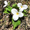 White trillium