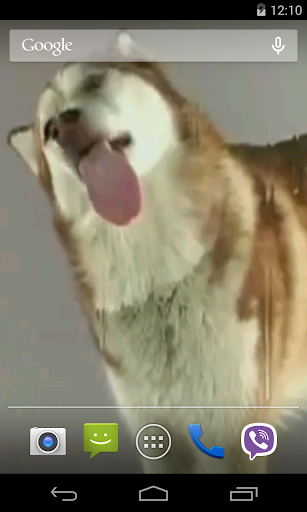 【免費個人化App】Husky licks glass Video LWP-APP點子