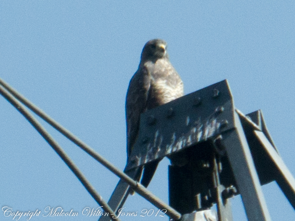 Buzzard