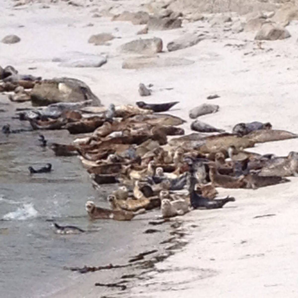 Pacific Harbor Seal