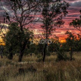 Sunset in the Bush by Mihail Marzyanov - Landscapes Sunsets & Sunrises