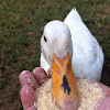 Domestic Duck