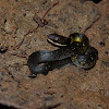 Black-naped Forest Racer - Culebra Corredora o Ratonera