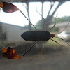 Banner or Leaf-footed Bug