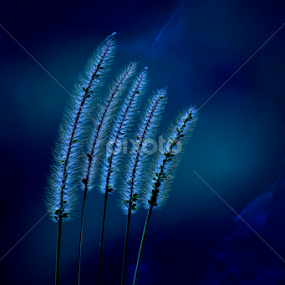 by Nani Garu - Nature Up Close Leaves & Grasses