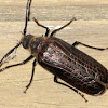Huhu Beetle (tunga rere)