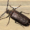 Huhu Beetle (tunga rere)