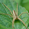 Nursery web spider (female)