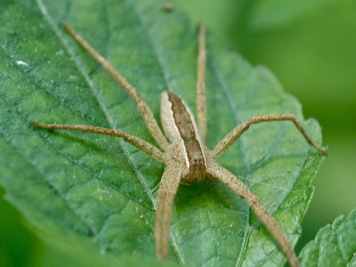 Nursery web spider (female)