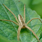 Nursery web spider (female)