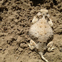 horney toad
