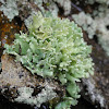 Resurrection Cladonia (Lichen)