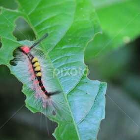 by Shahrul Izzat - Animals Insects & Spiders