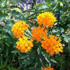  Butterfly weed