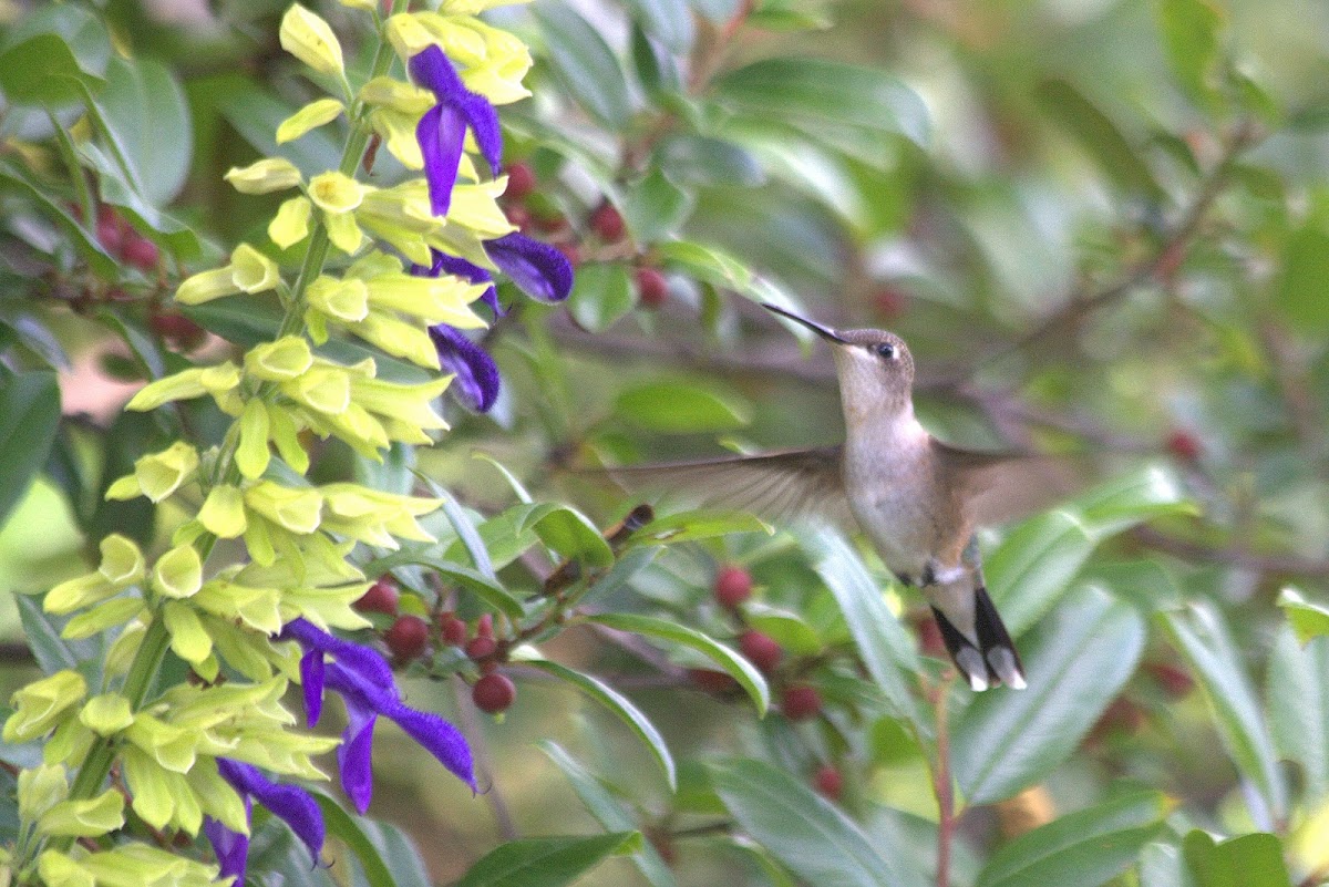 Colibrí garganta azul, Blue-throated hummingbird
