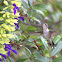 Colibrí garganta azul, Blue-throated hummingbird
