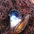 Blue mussel